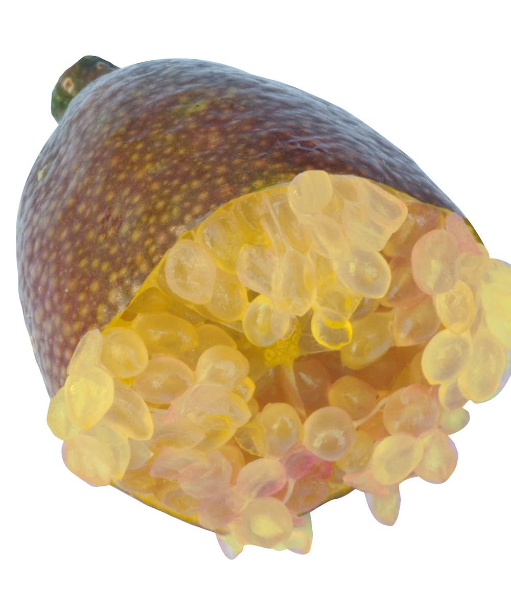 baldur-garten-kaviar-limette-exotische-zitruspflanze-im-12-cm-topf image 4