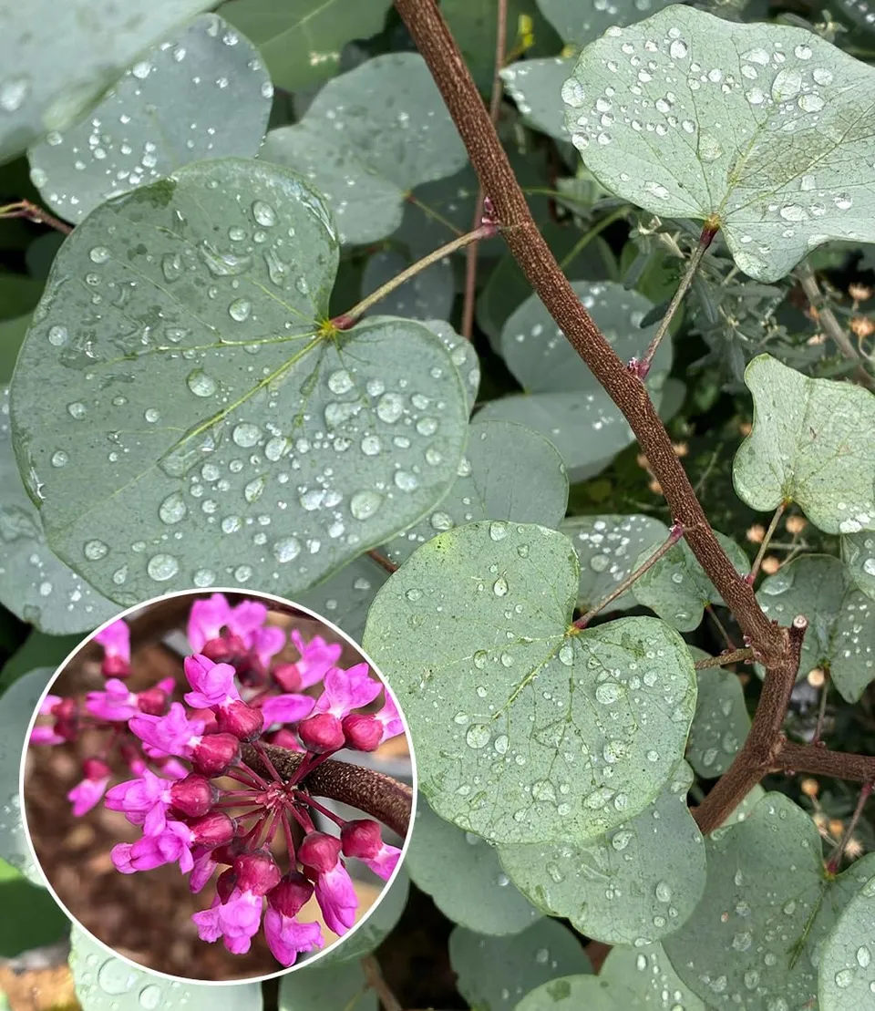 baldur-garten-cercis-blue-lagoon-judasbaum-im-9x9-cm-topf image 1