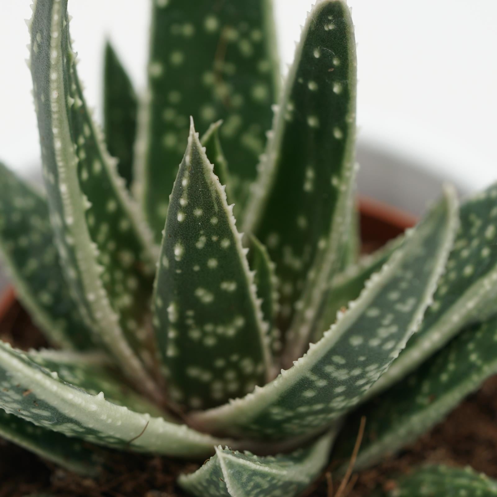 pasiora-x-gasteraloe-doreen-hybride-5-5-cm-topf image 1