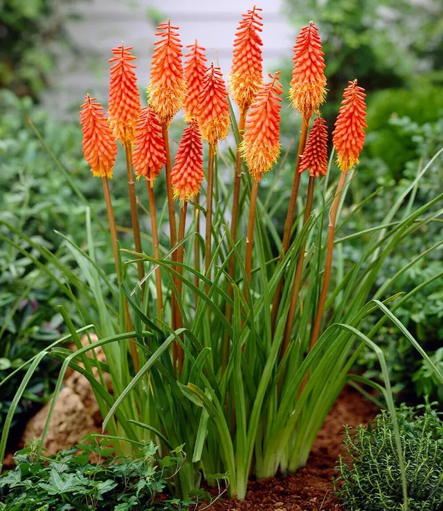 baldur-garten-kniphofia-alcazar-fackellilie-9x9-cm-topf image 1