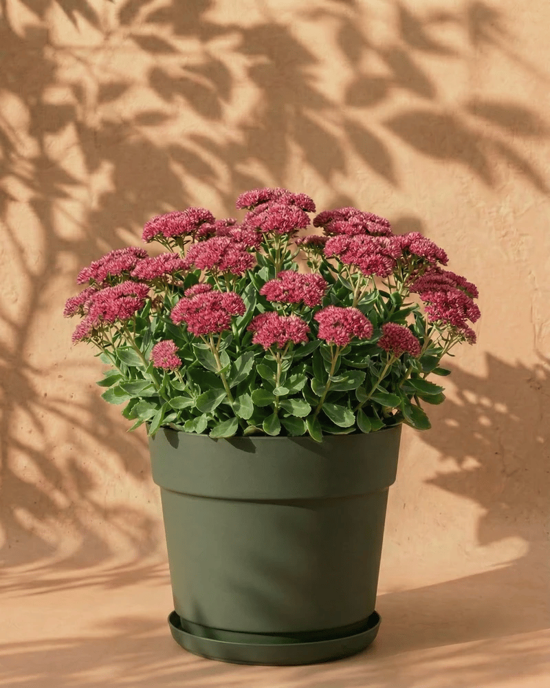 feey-sedum-rosa-herbstfetthenne-knollenpflanze image 7
