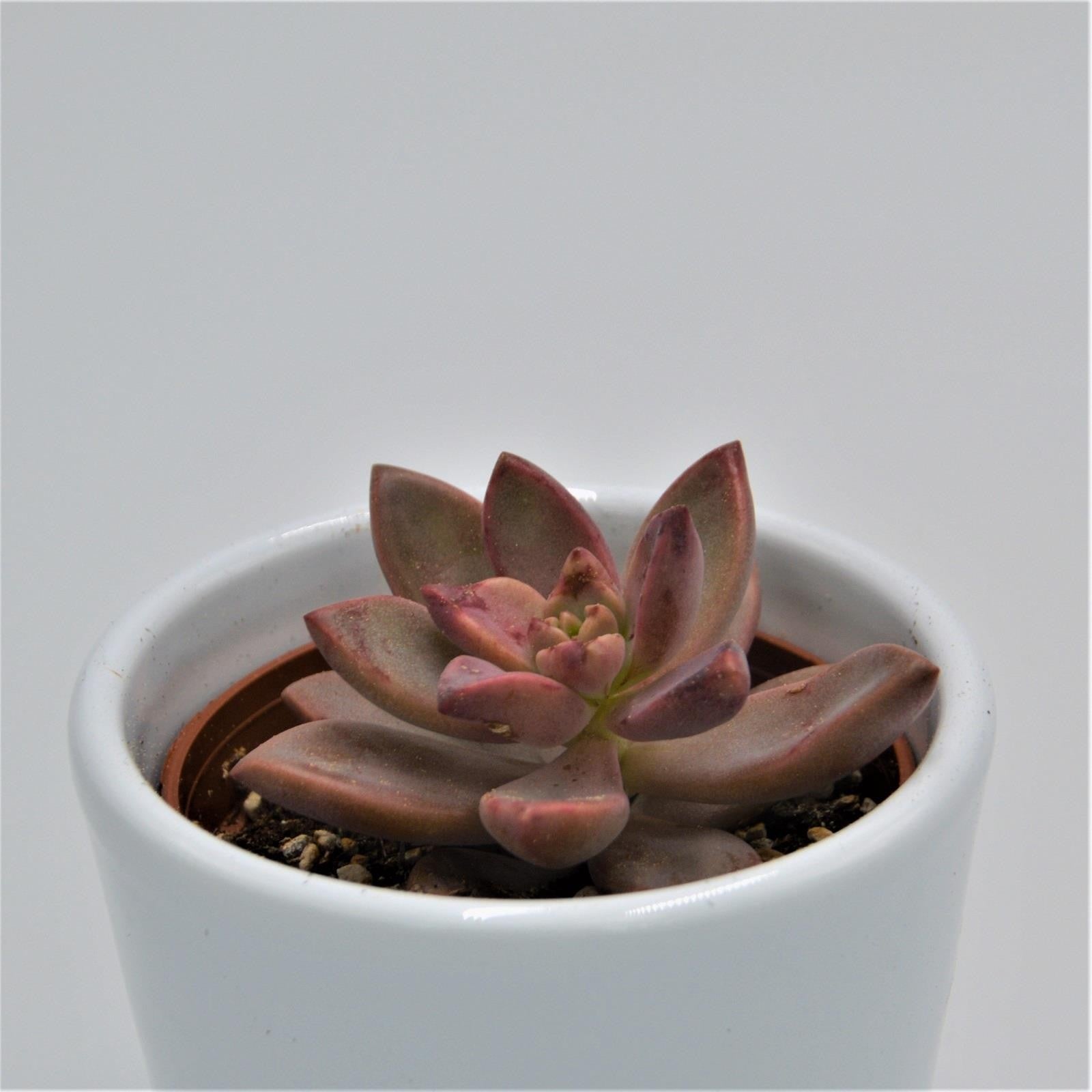 pasiora-graptosedum-vera-higgins-sukkulente-6cm-topf image 2