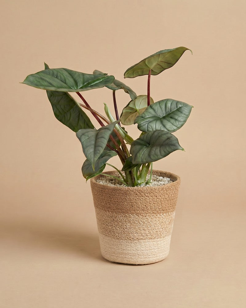 feey-alocasia-silver-nebula-rarit-t-hydro-zimmerpflanze-klein image 8