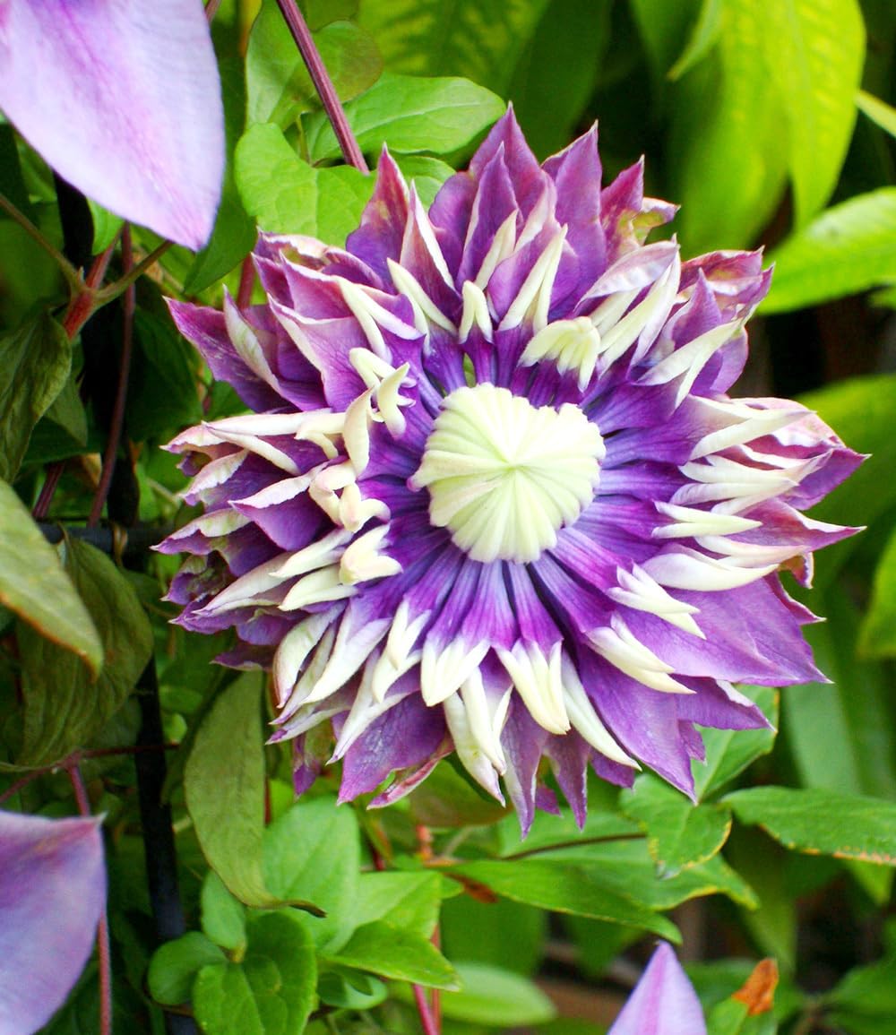 baldur-garten-2x-clematis-taiga-rarit-t-kletterpflanze-im-11-cm-topf image 2