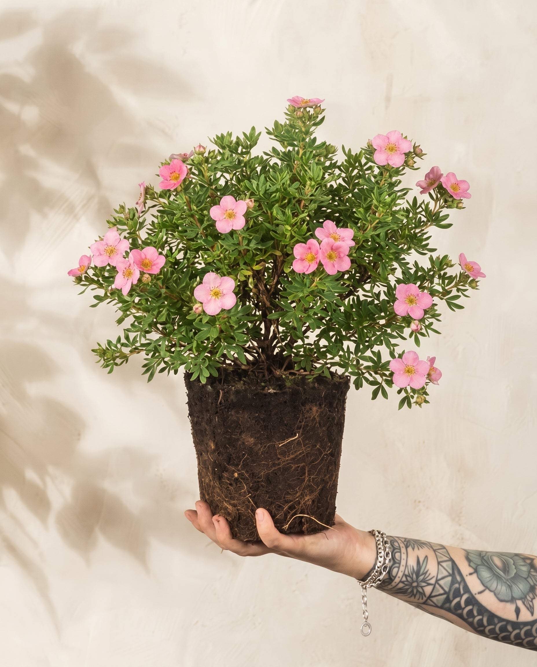 feey-rosa-fingerstrauch-potentilla-fruticosa-pretty-polly image 1