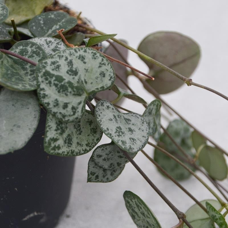 pasiora-ceropegia-woodii-string-of-hearts-8cm-topf image 1