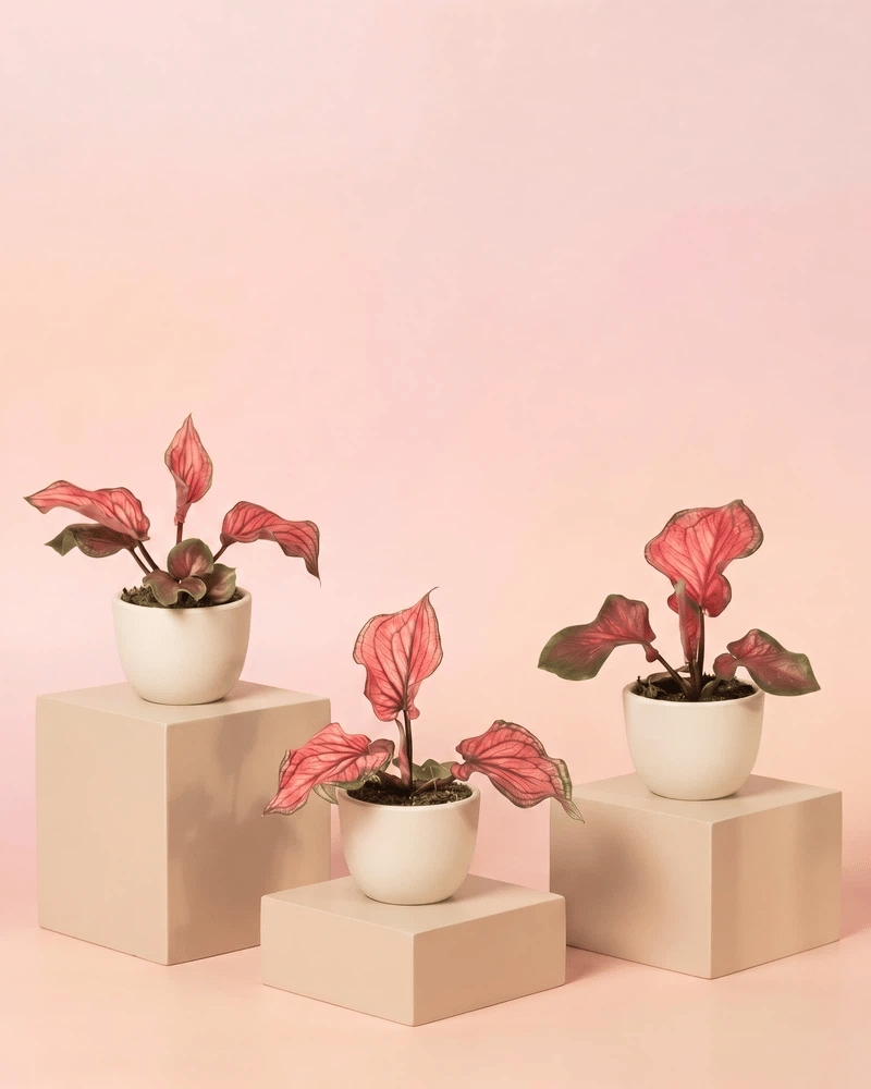 feey-baby-caladium-lucia-3er-set-mini-pflanzen-pink image 6