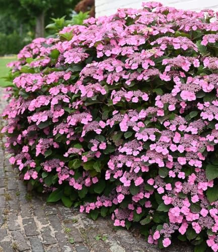 baldur-garten-hortensie-pink-lace-13-cm-topf image 3