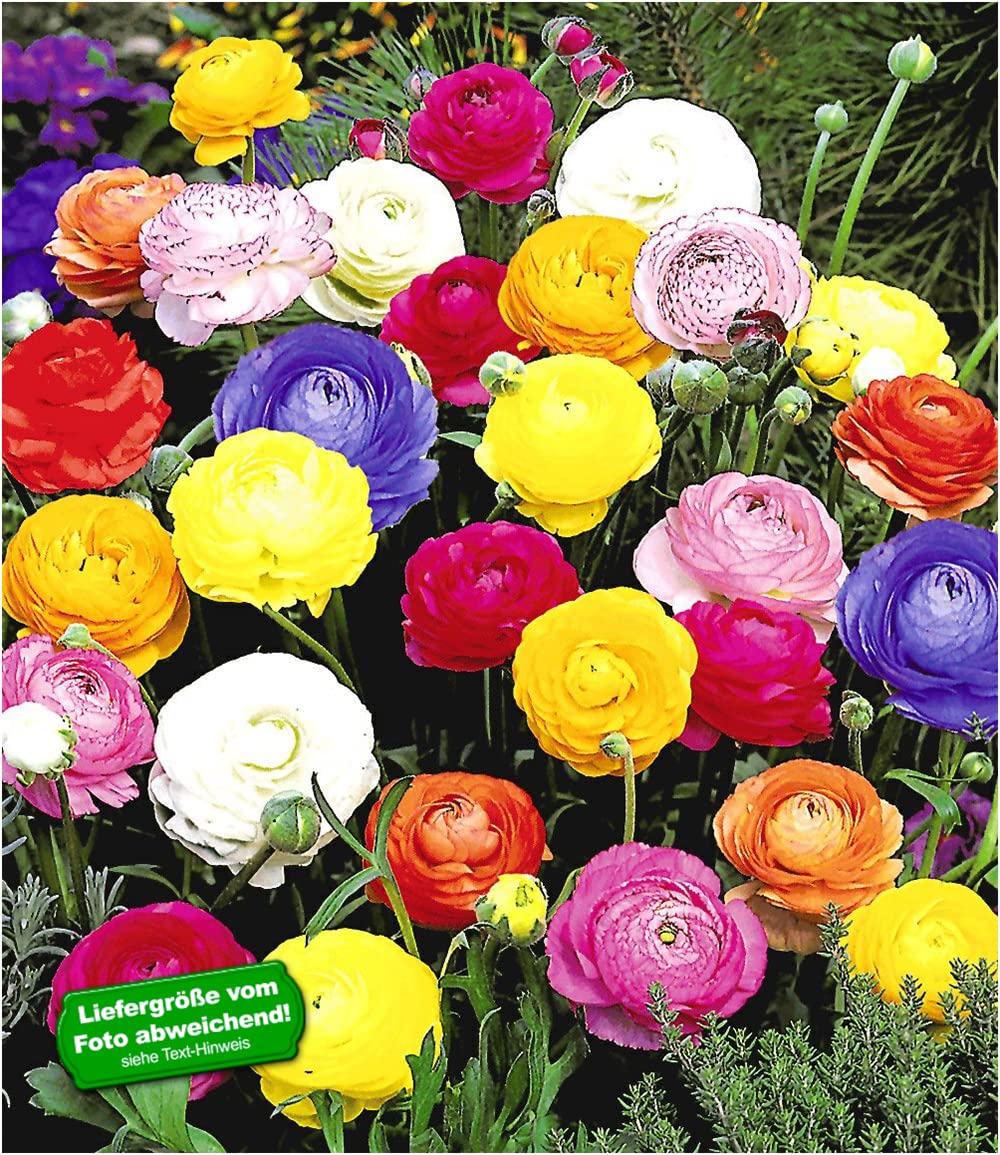 baldur-garten-gef-llte-ranunkeln-10x-zwiebeln-4-5-cm image 2