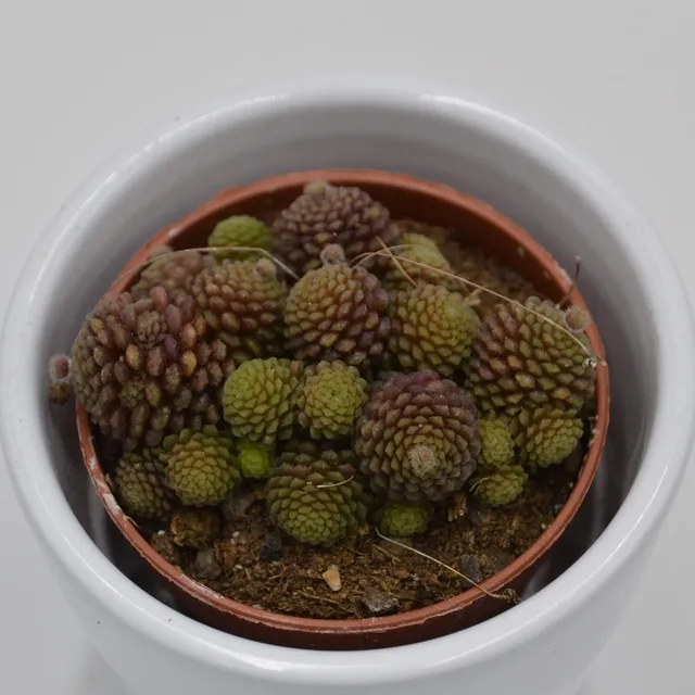 pasiora-monanthes-polyphylla-rosetten-sukkulente-5-5cm-topf image 1