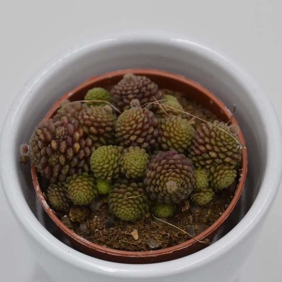 pasiora-monanthes-polyphylla-rosetten-sukkulente-5-5cm-topf image 1