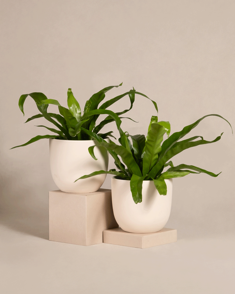 feey-kleines-nestfarn-duo-2er-set-zimmerpflanzen image 6
