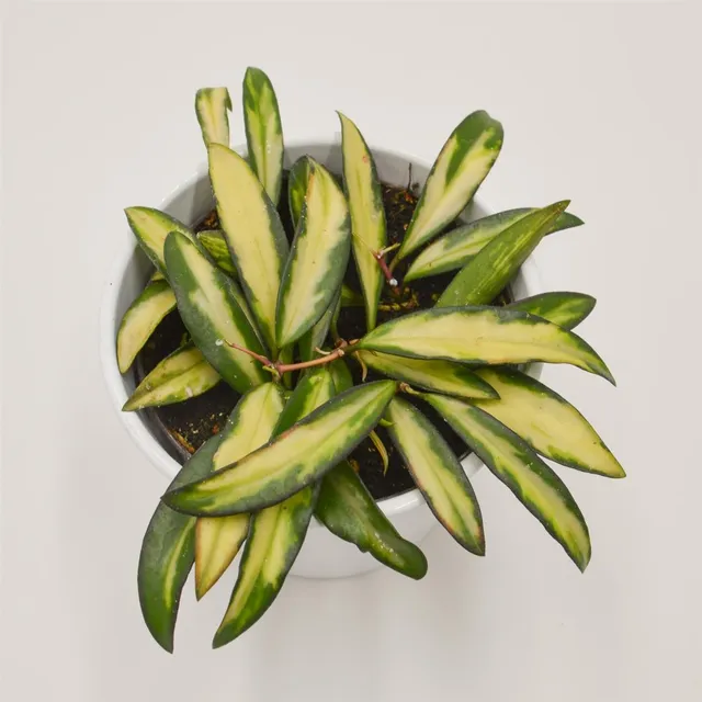 pasiora-hoya-wayetii-tricolor-f-variegata-12cm-topf image 1