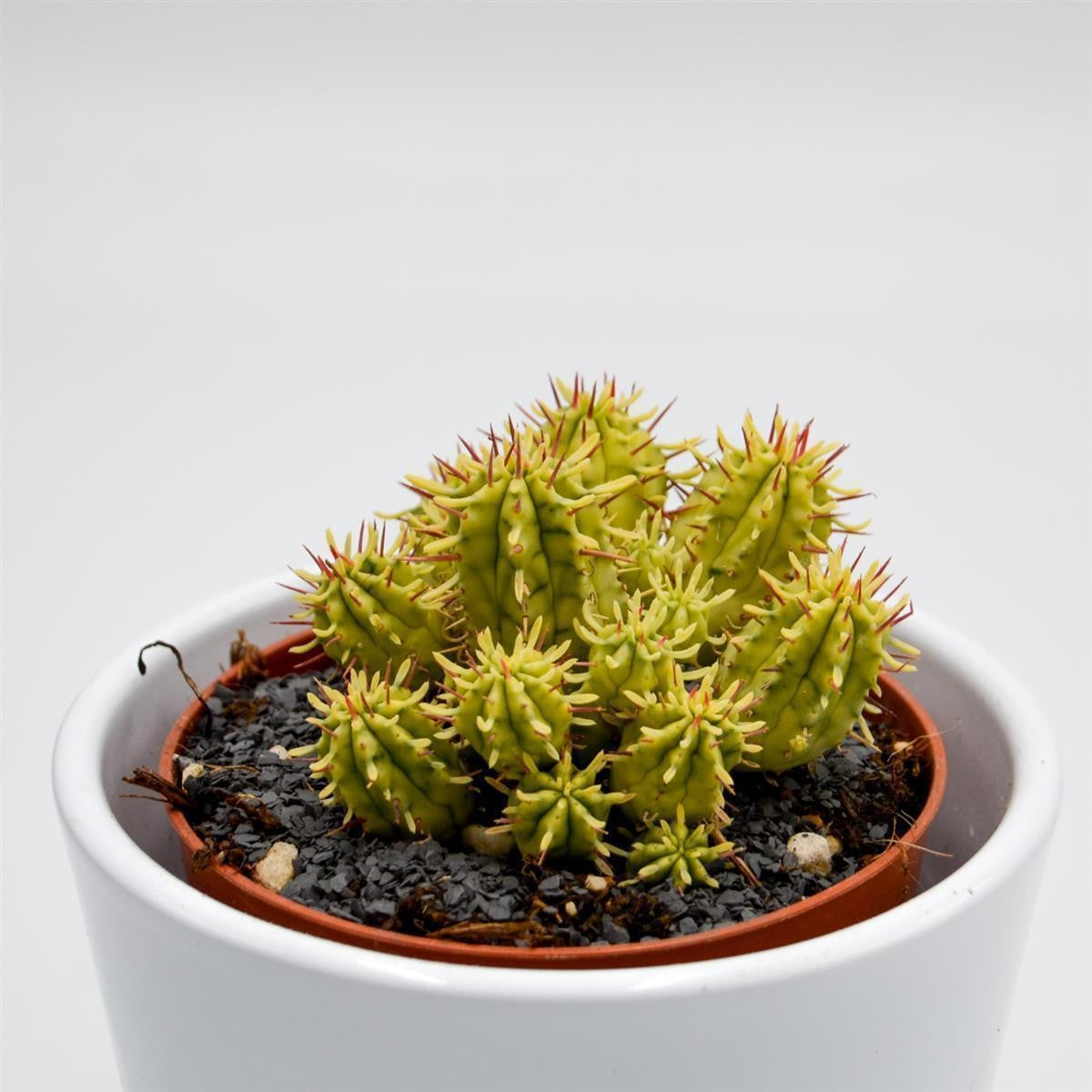 pasiora-euphorbia-aggregata-f-variegata-sukkulente-8-5cm-topf image 2