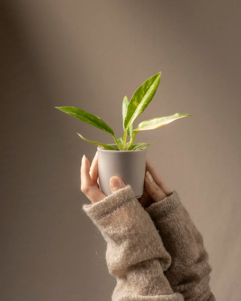 feey-philodendron-ring-of-fire-babypflanze-rarit-t image 1