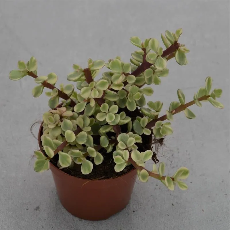 pasiora-portulacaria-afra-variegata-sukkulente-8-5cm image 1