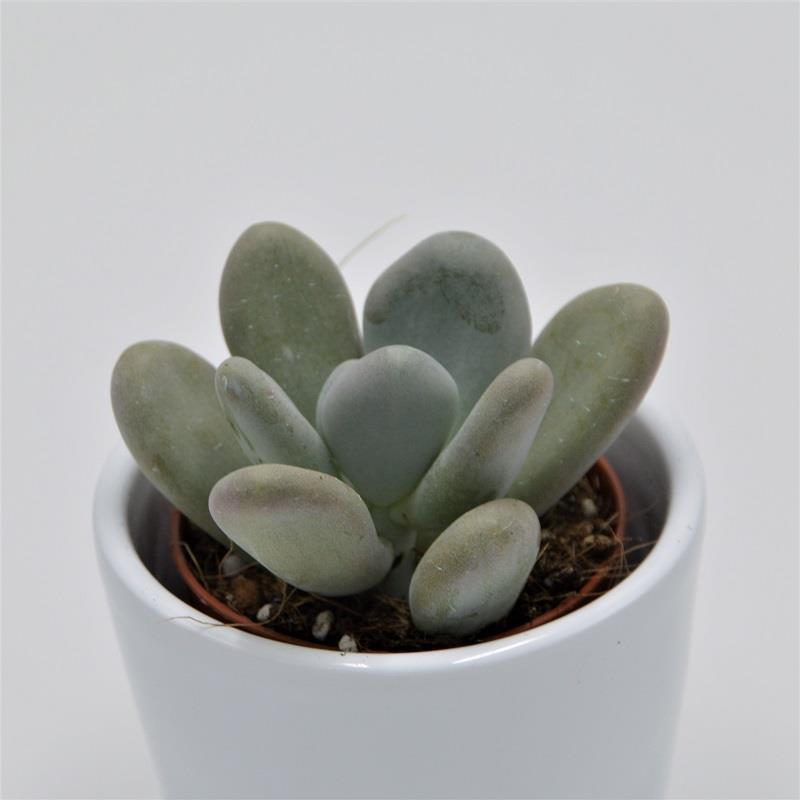 pasiora-pachyphytum-bracteosum-sukkulente-5-5cm-topf-2 image 1