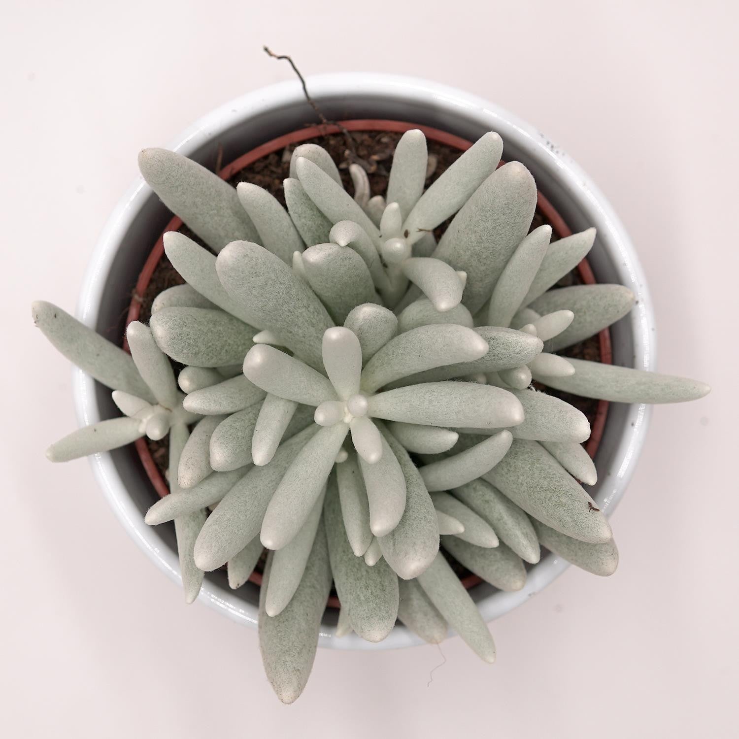 pasiora-senecio-haworthii-sukkulente-10-5-cm-topf image 2