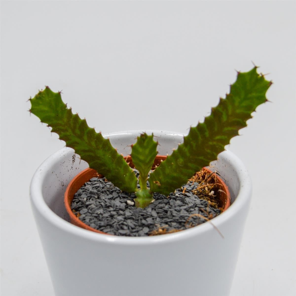 pasiora-euphorbia-stellata-sukkulente-5-5cm-topf image 2