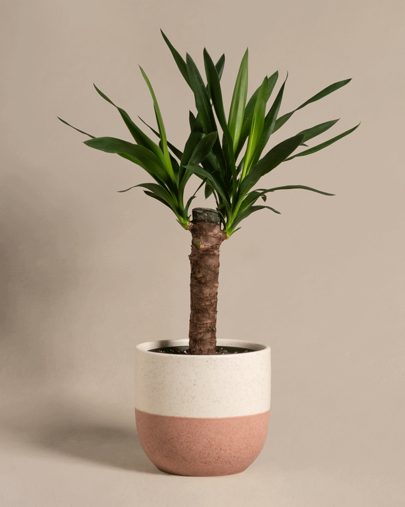 feey-kleine-yucca-yucca-elephantipes-zimmerpflanze image 5