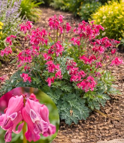 baldur-garten-tr-nendes-herz-passion-hearts-staude-im-9x9-cm-topf-ca-60-cm image 4