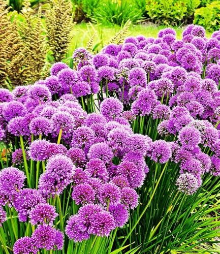 baldur-garten-duft-allium-millenium-3-knollen-zierlauch-winterhart image 4