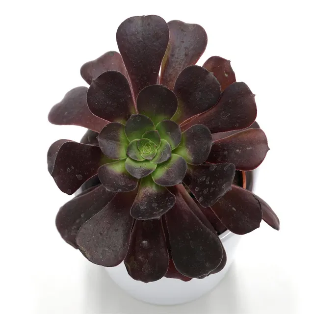 pasiora-aeonium-arboreum-velours-rosettendickblatt-8-5cm-topf image 1