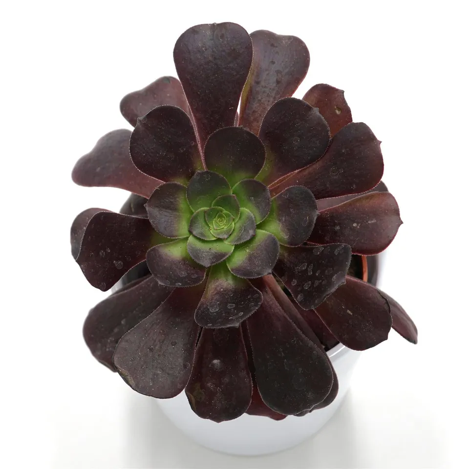 pasiora-aeonium-arboreum-velours-rosettendickblatt-8-5cm-topf image 1