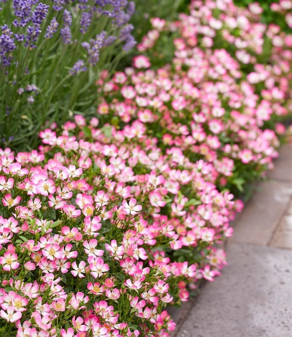 baldur-garten-alpin-rose-cutie-pie-zwerg-rose-im-9x9-cm-topf image 3