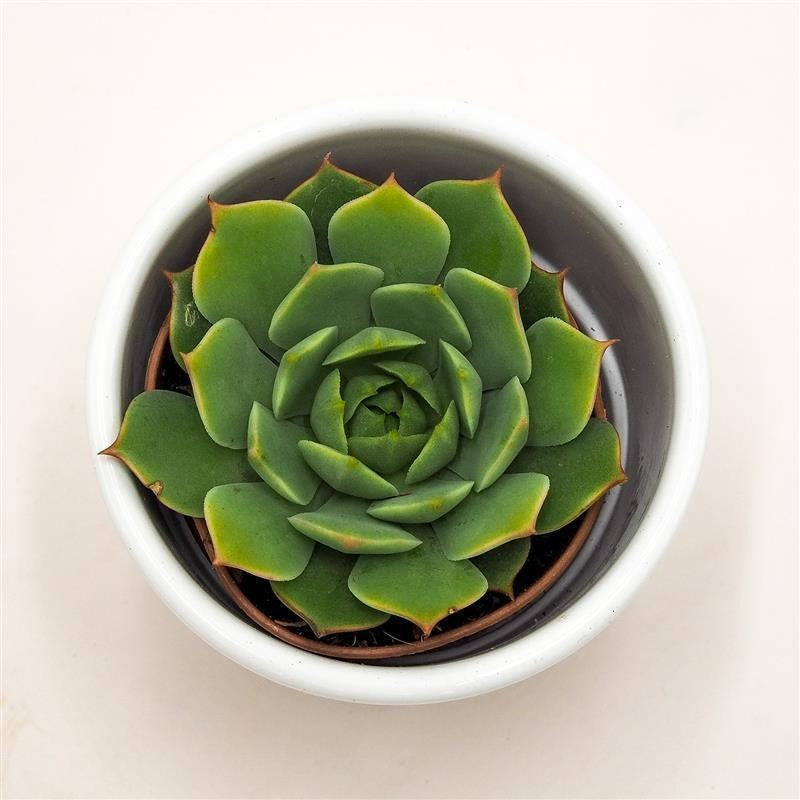 pasiora-echeveria-ramilette-sukkulente-5-5cm-topf image 2