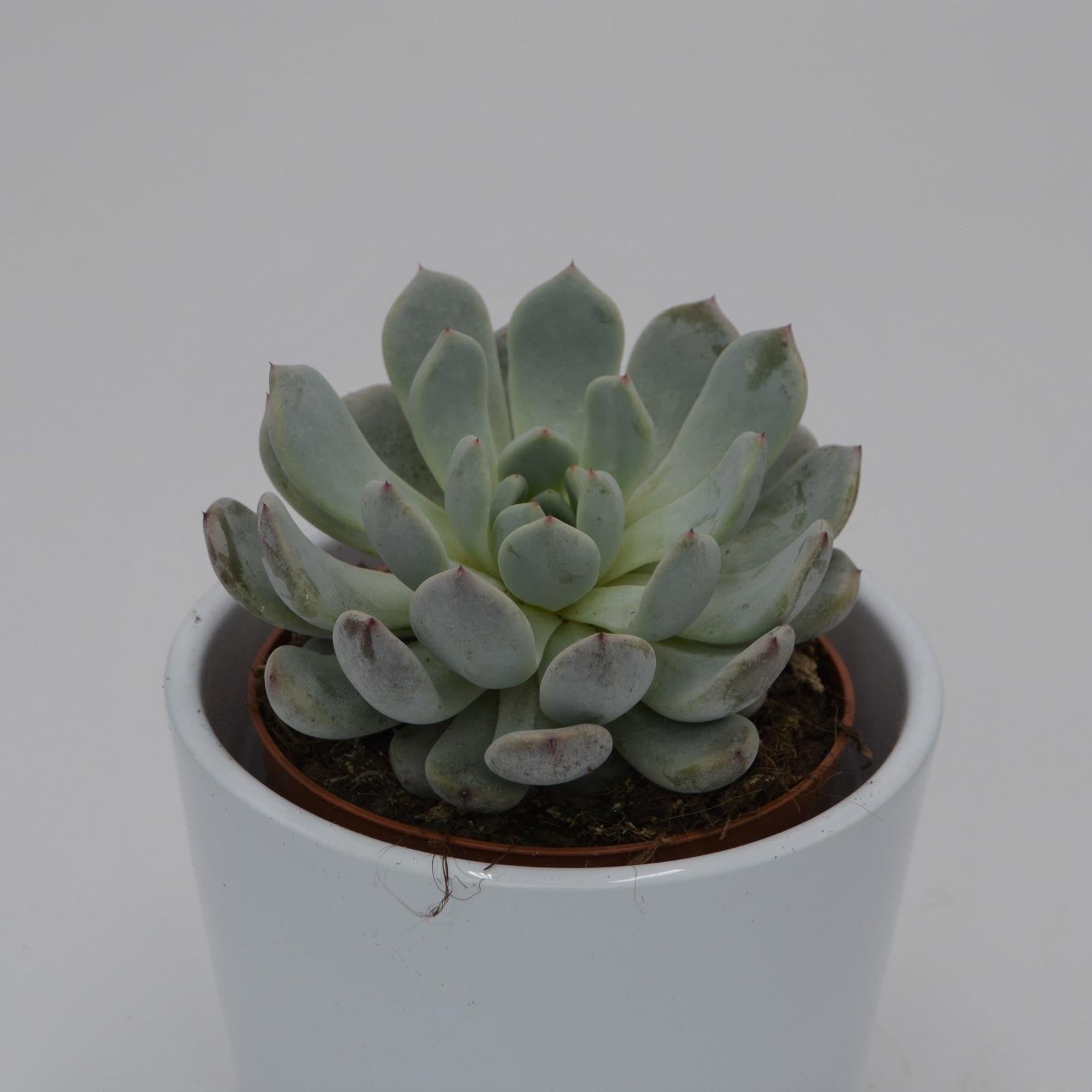 pasiora-echeveria-baena-sukkulente-8-5cm-topf image 1