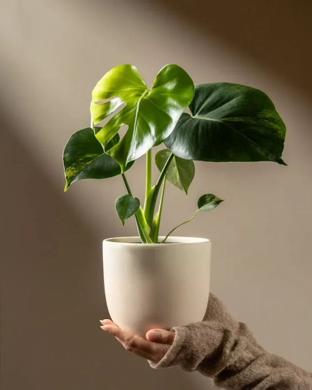 feey-monstera-aurea-variegata-gelb-panaschierte-rarit-t image 1