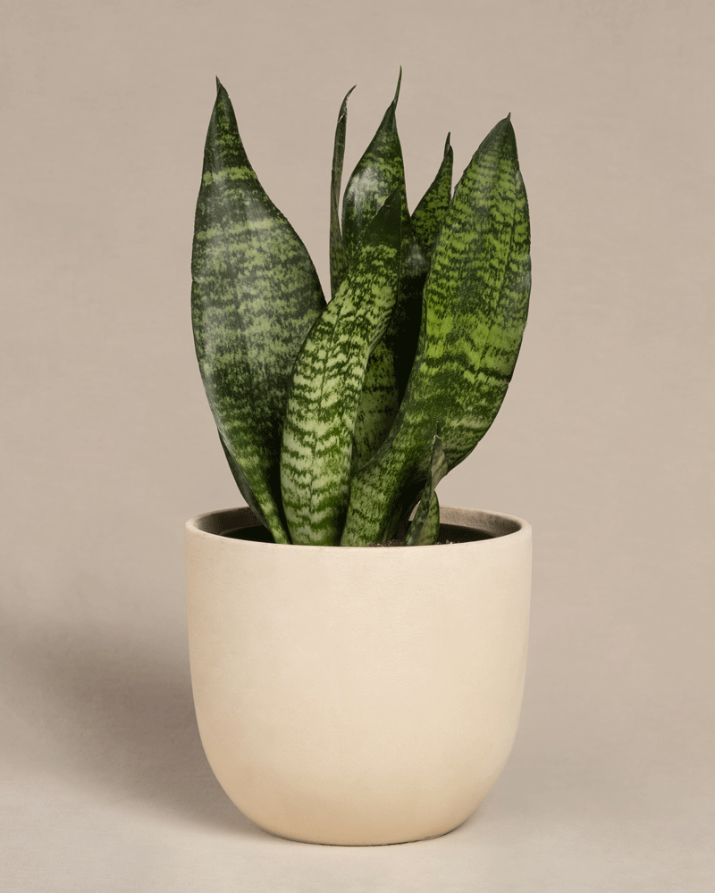 feey-kleine-gr-ne-schwiegermutterzunge-sansevieria-trifasciata-zeylanica image 6