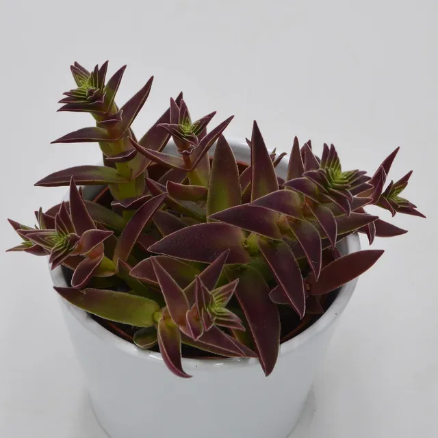 pasiora-crassula-capitella-rubra-sukkulente-10-5-cm-topf image 1