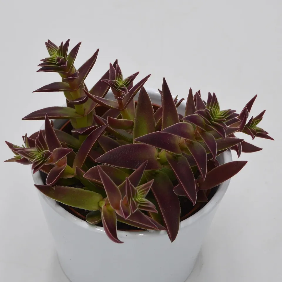 pasiora-crassula-capitella-rubra-sukkulente-10-5-cm-topf image 1