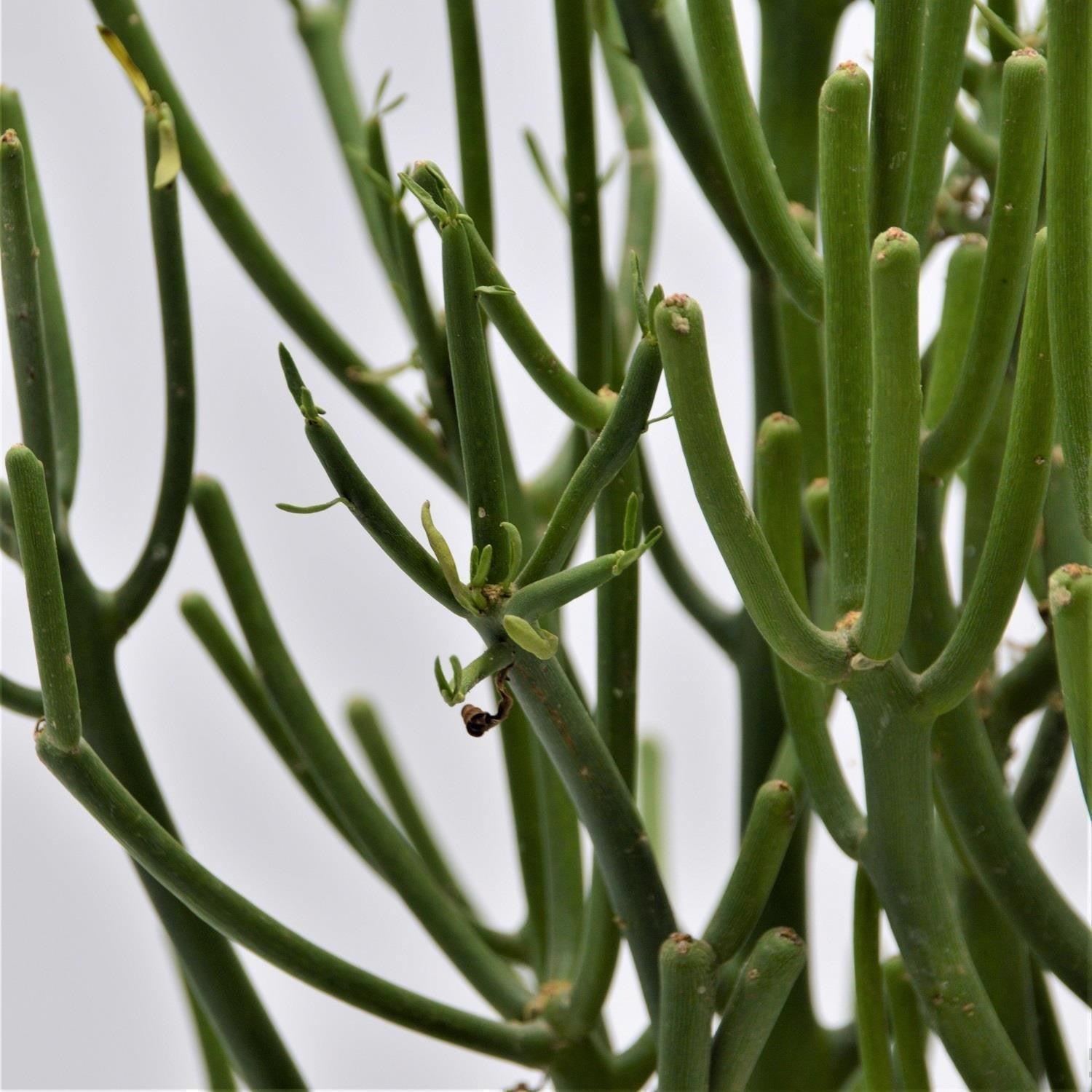 pasiora-euphorbia-tirucalli-sukkulente-15cm-topf image 2