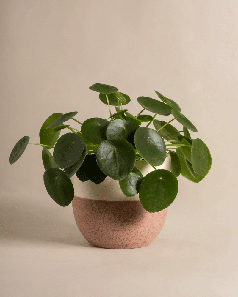 feey-ufopflanze-pilea-peperomioides-tierfreundlich-klein image 5
