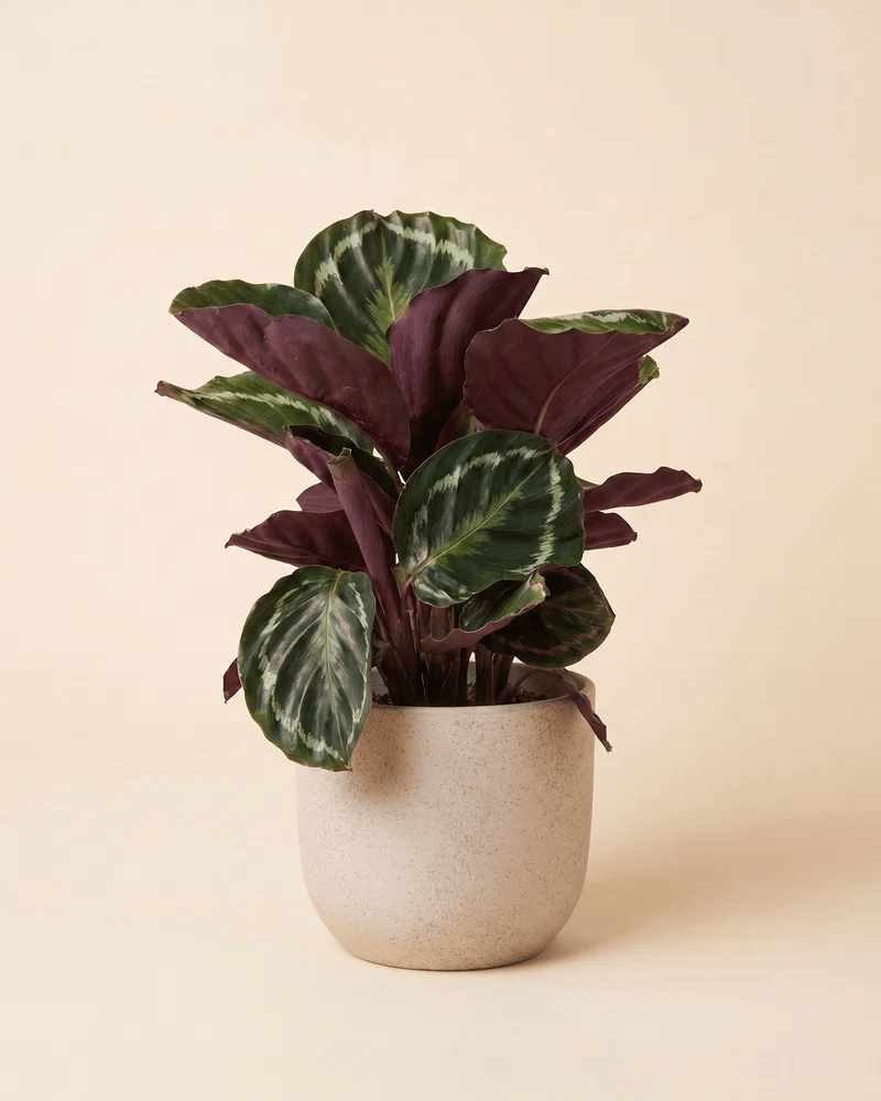 feey-calathea-roseopicta-korbmarante-neuheit image 6