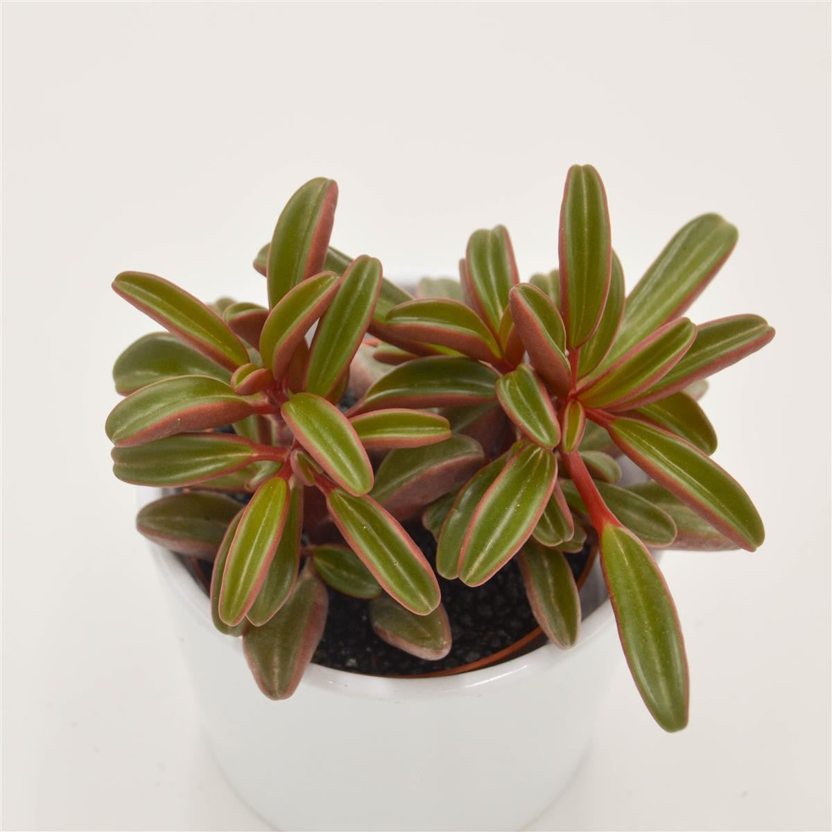 pasiora-peperomia-graveolens-sukkulente-8-5cm image 2