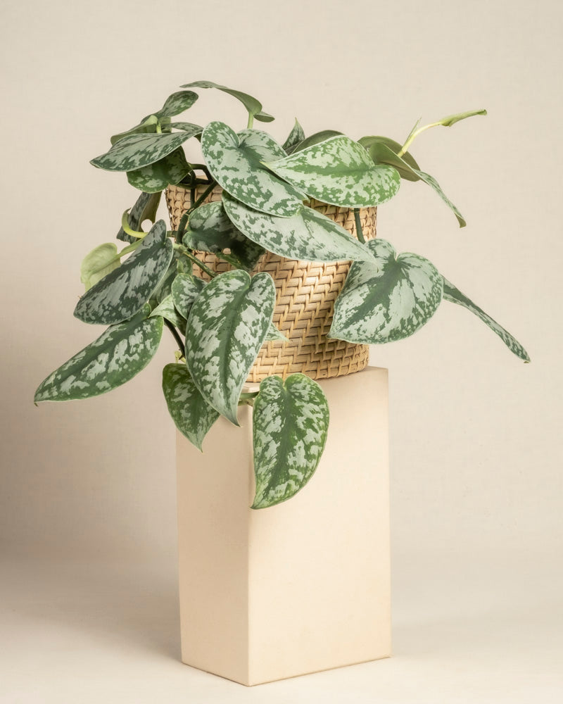 feey-gro-e-silbrige-efeutute-scindapsus-pictus-trebie-h-ngepflanze image 5