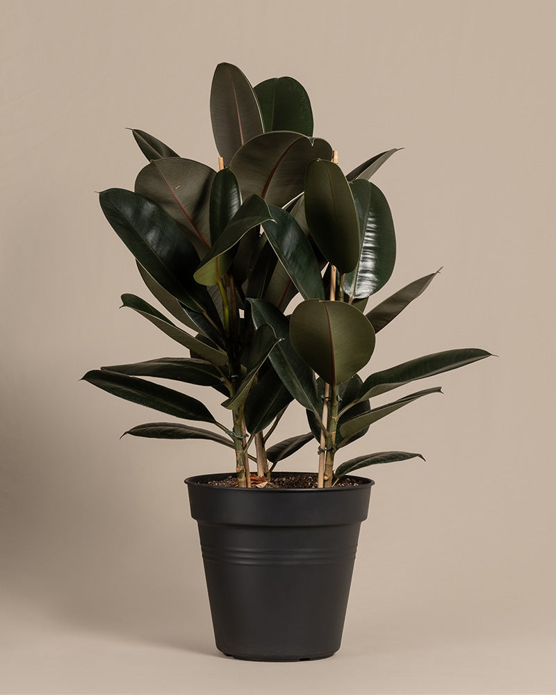 feey-gummibaum-xl-zimmerpflanze-ficus-elastica-abidjan image 3