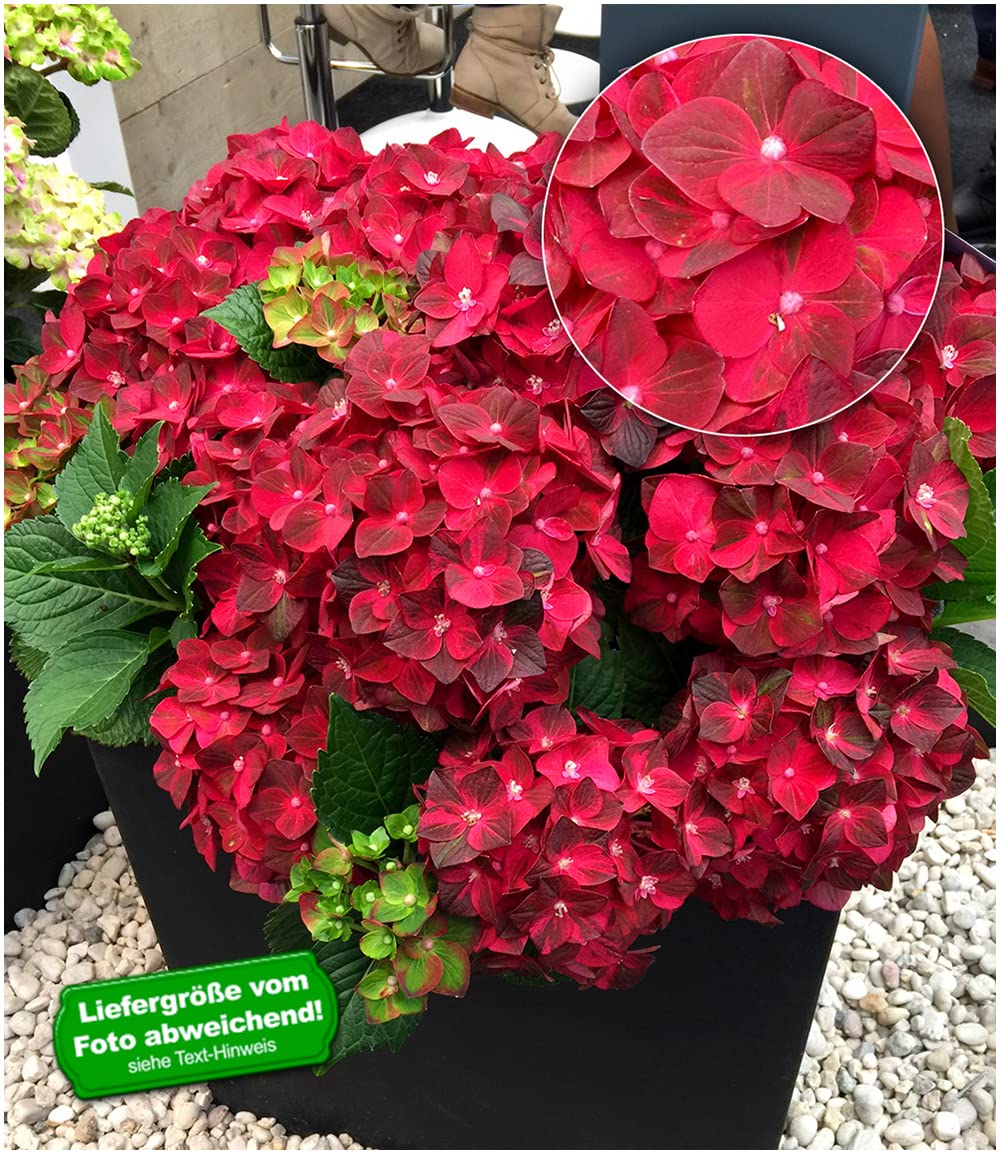 baldur-garten-freiland-hortensie-ruby-tuesday-13-cm-topf image 2