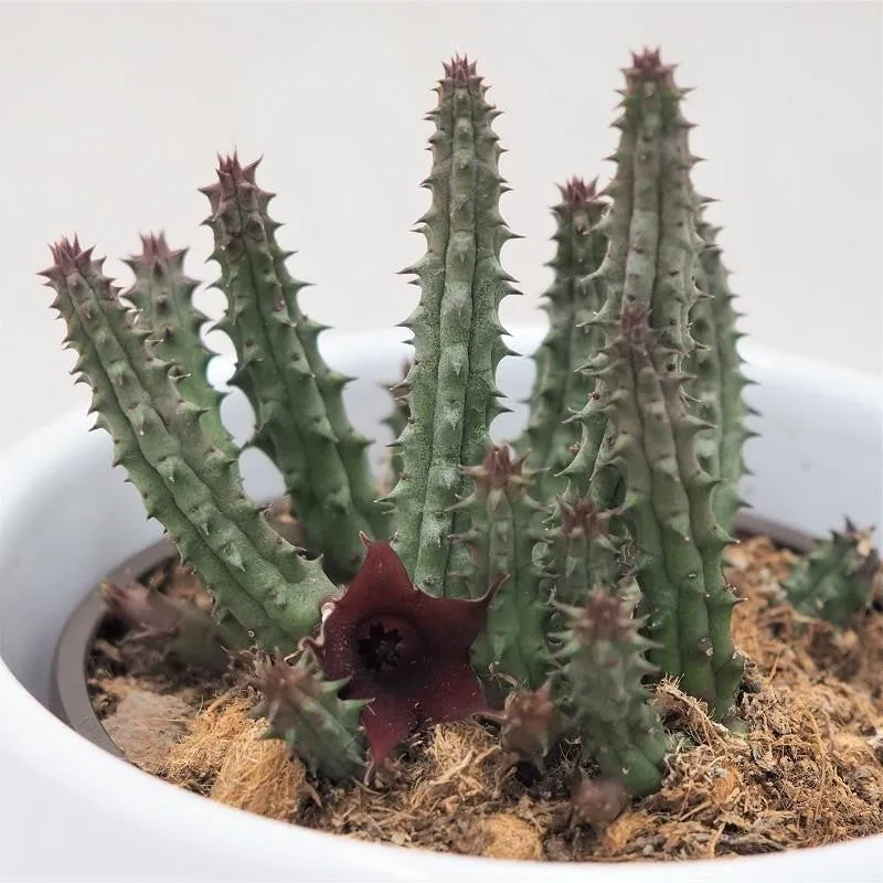 pasiora-huernia-schneideriana-temple-aasblume-8cm-topf image 1