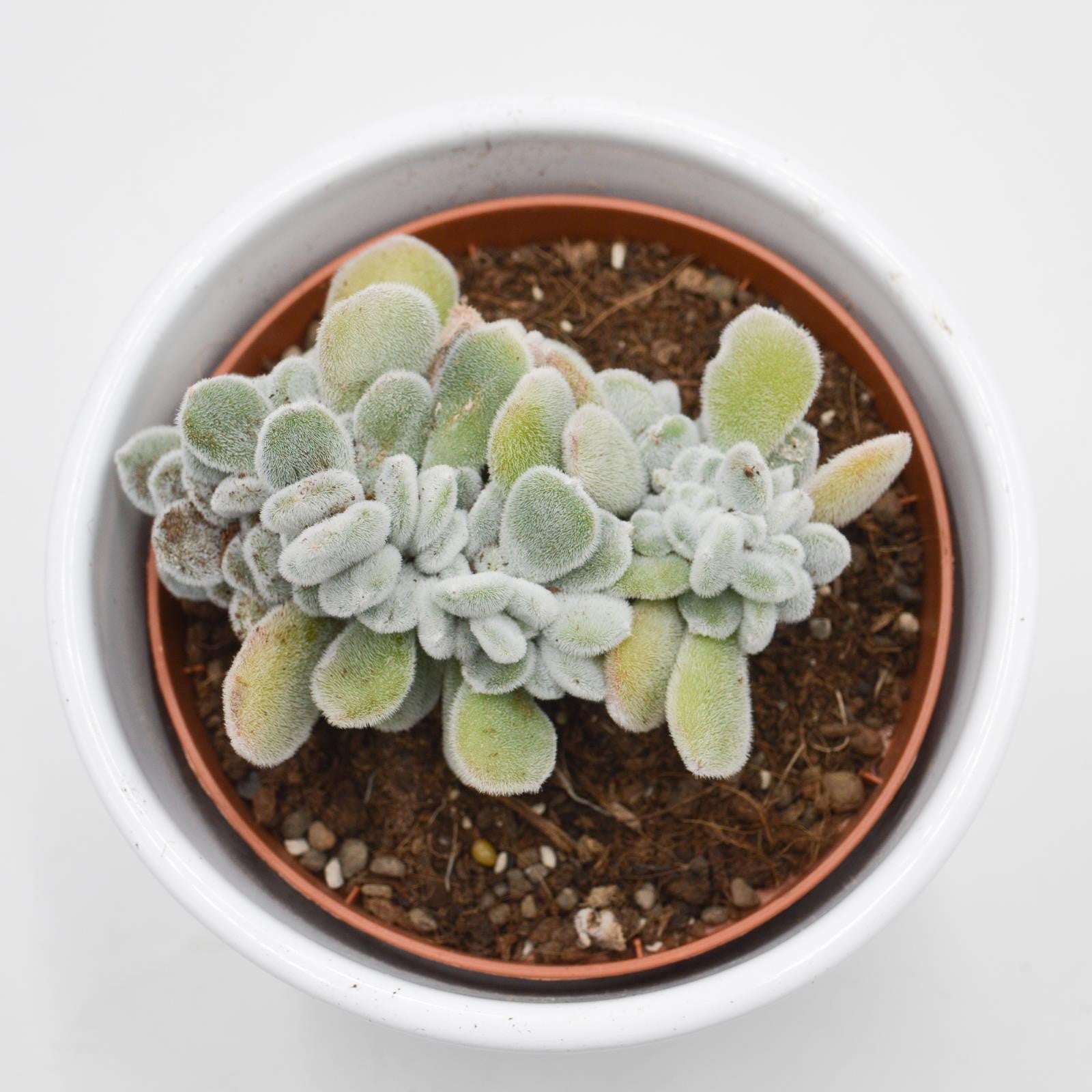 pasiora-echeveria-pulvinata-frosty-f-cristata-9cm image 2