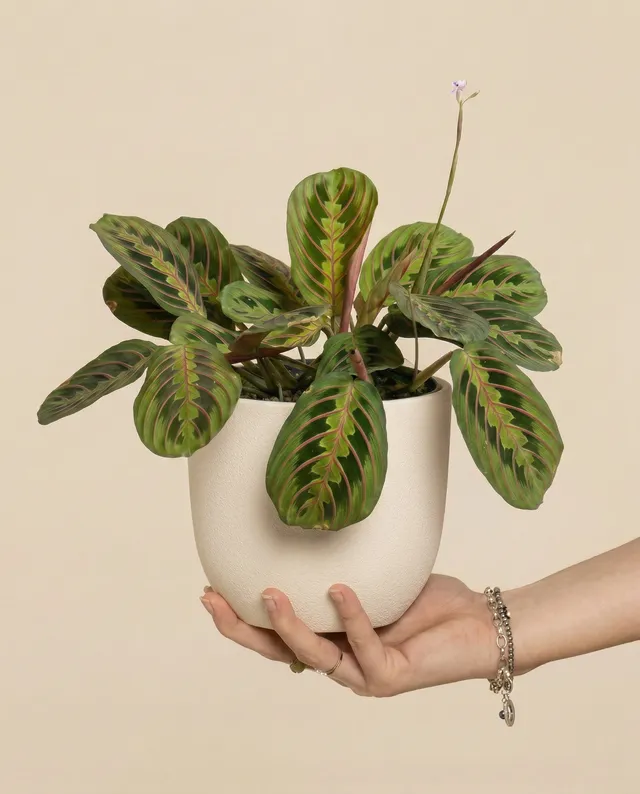 feey-maranta-fascinator-zimmerpflanze image 1