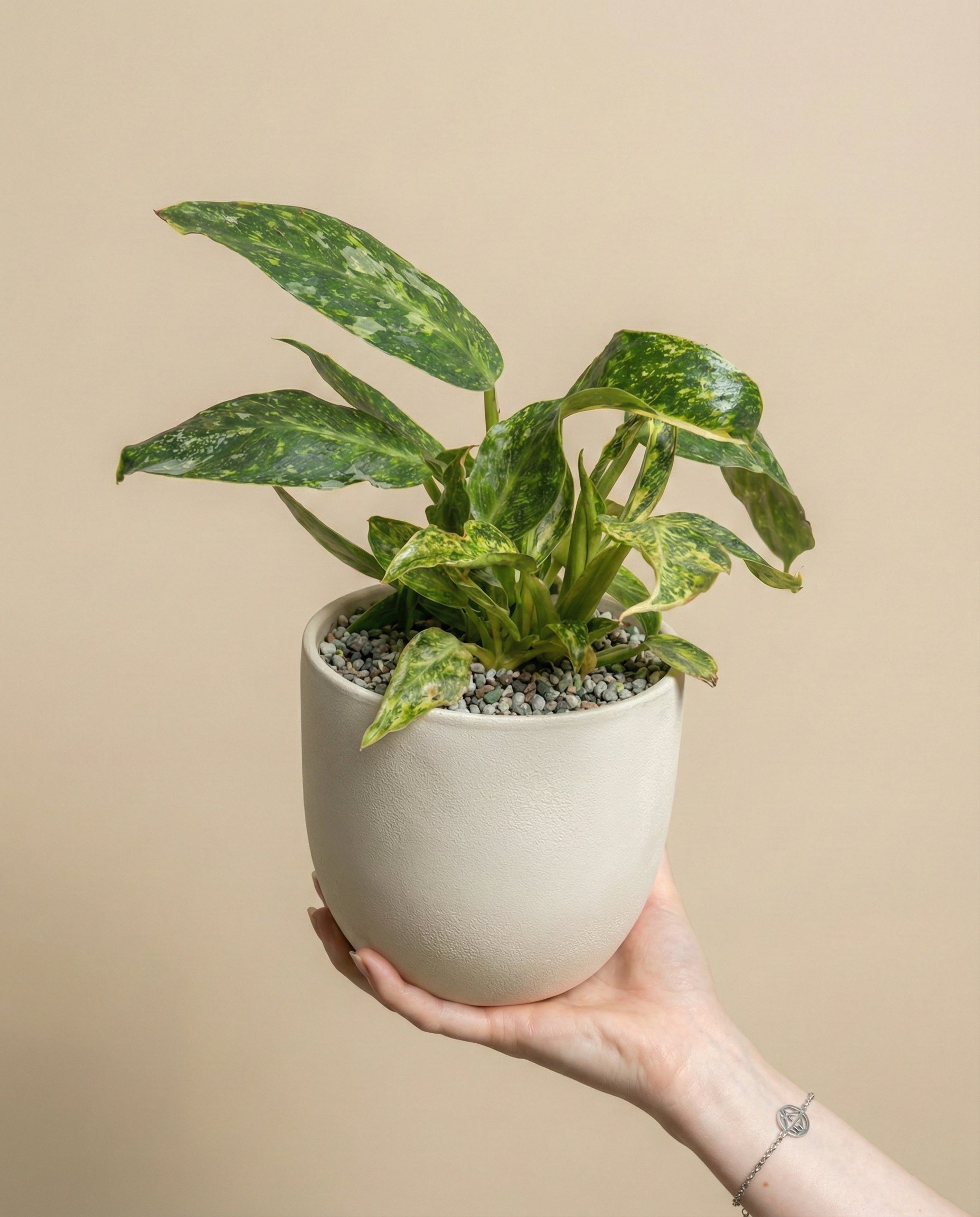 feey-philodendron-jose-buono-zimmerpflanze-topf-14 image 1