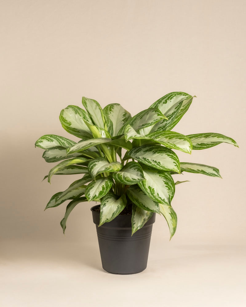 feey-gro-e-aglaonema-silver-bay-zimmerpflanze image 3