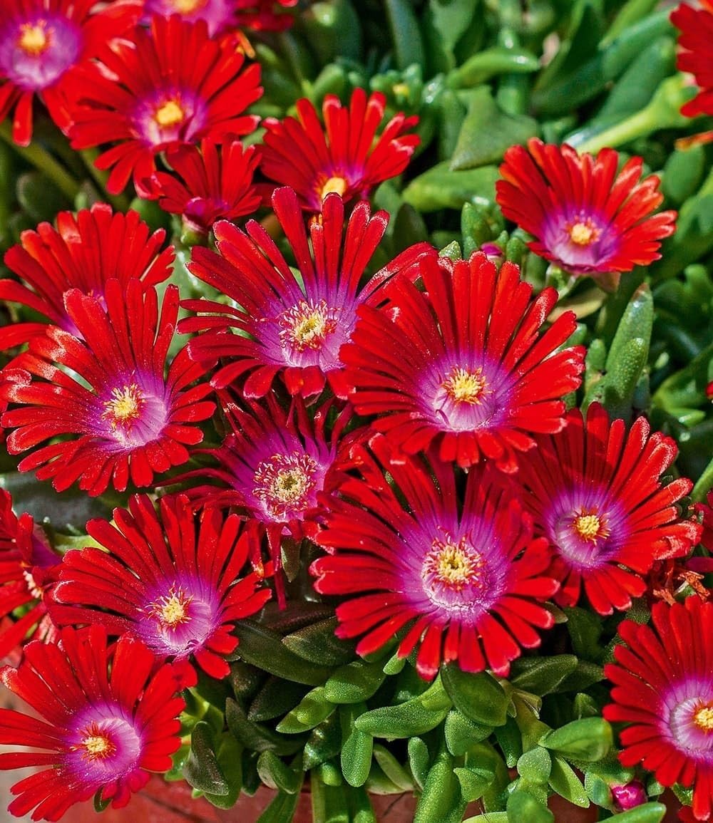 baldur-garten-eisblume-sundella-red-2x-delosperma image 3