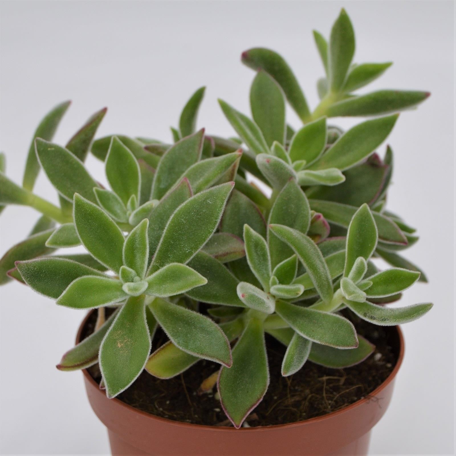 pasiora-echeveria-pulvinata-ruby-blush-13cm-topf image 1