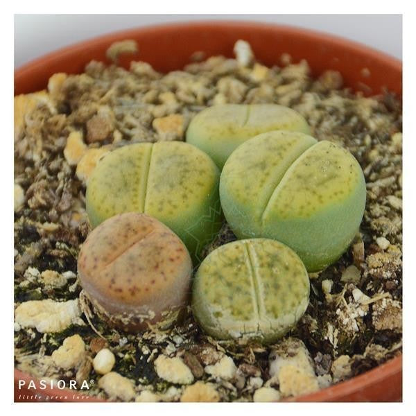 pasiora-lithops-ssp-lebende-steine-sukkulente-5-5-cm-topf image 5